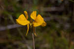 Horned bladderwort